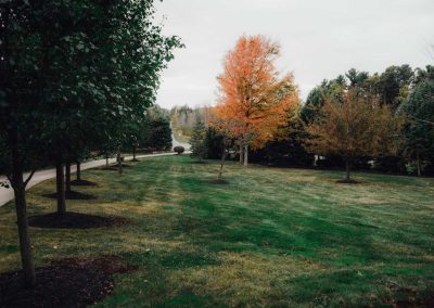 Haught project backyard grass