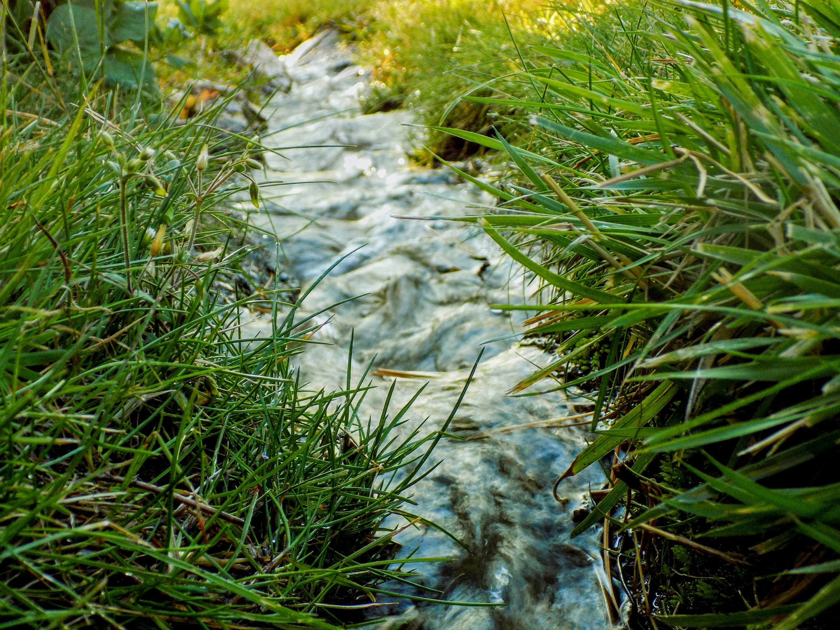 Water stream running through grass