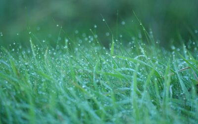 Solving Yard Drainage Problems Before Winter