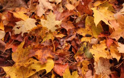 Why October Is the Best Time to Renew Your Landscape Maintenance Contract